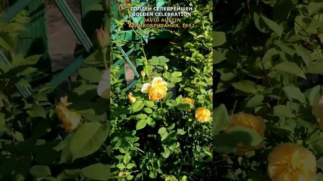 Роза Голден селебрейшен в моем саду 26.07.2021 (Golden Celebration Rose). Austin, UK, 1992, #Shorts смотреть онлайн