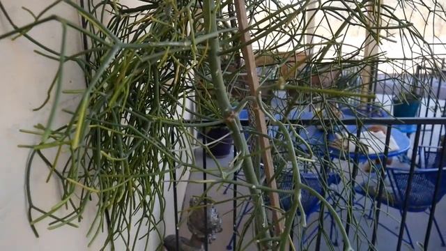 PENCIL CACTUS PRUNING:PRUNING MY LARGE EUPHORBIA TIRUCALLI/JoyUsgarden