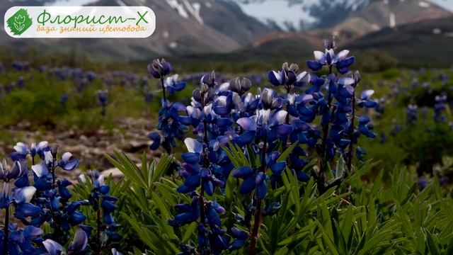 ? Выращивание люпина из семян рассадой – посев и уход смотреть онлайн