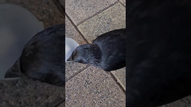 Камешки ??#shorts #животные #птицы #врановые #ручнаягалка смотреть онлайн