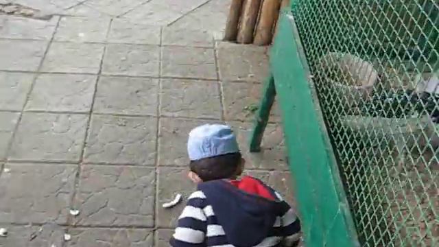 Дети в Минском зоопарке смотреть онлайн