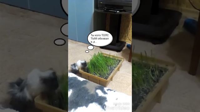 Очередной день животного .