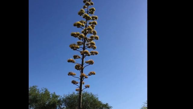 Agave in Bloom смотреть онлайн