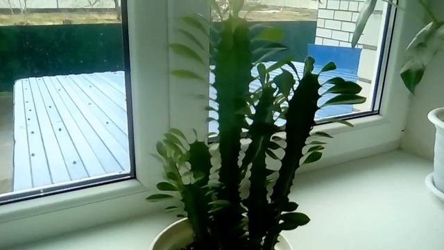 МОЛОЧАЙ ТРЁХГРАННЫЙ! смотреть онлайн