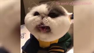 ? CATS 2021 FUNNY CATS AND CATS ? FUN WITH CATS AND CATS ?Funny Cats 2021?
