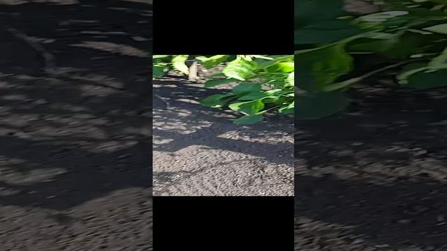 VID_20240914_140708.mp4 смотреть онлайн
