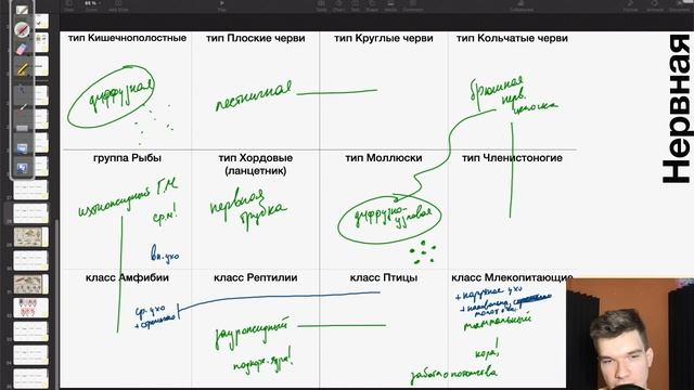 Эволюция нервной системы | Биология ЕГЭ смотреть онлайн