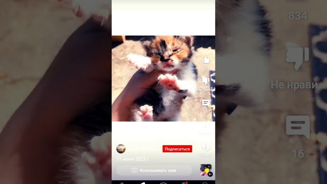 на самом деле Да лучше выйти на улицу и спасти реального котика смотреть онлайн