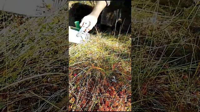 сбор клюквы ковшом www.sbor-yagod.ru смотреть онлайн