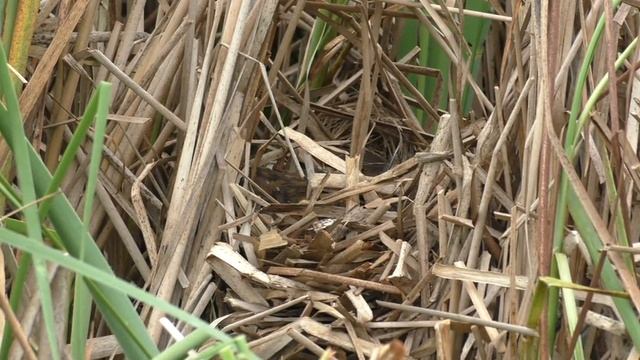 Погоныш малый 170713 4 в рогозе 2017 07 15 1 Pa770 16 смотреть онлайн