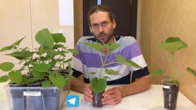 Когда сажать Павловнию или почему я сажаю почти все лето? смотреть онлайн