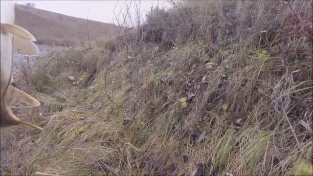 Закрытие ЛЕТНЕГО СЕЗОНА - Рыбалка на СПИННИНГ смотреть онлайн