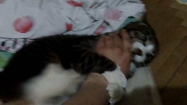 Амурского дикого кота немножко побеспокоили... смотреть онлайн