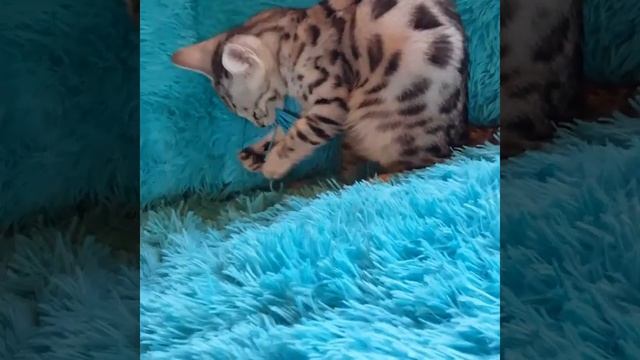 Бенгальский котенок. Серебряный окрас смотреть онлайн