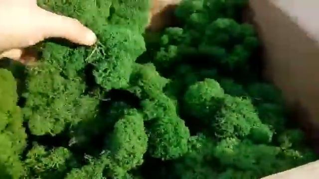Стабилизированный мох смотреть онлайн