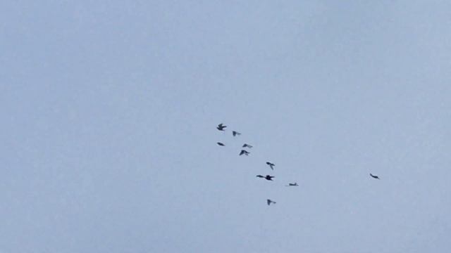 #Pigeons.Гости из Сергиев Посада. смотреть онлайн