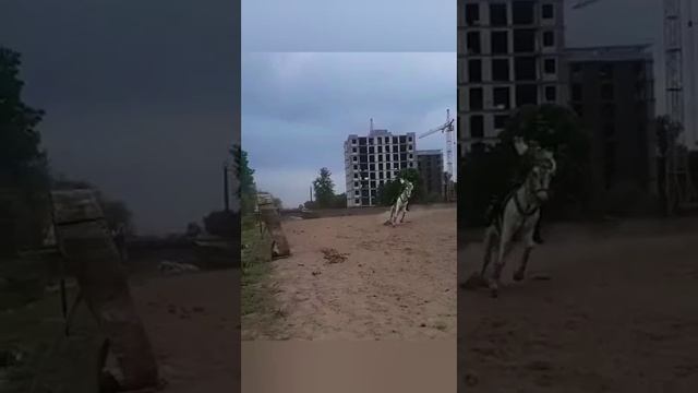 че за лев этот тигр🐴 AzzArt