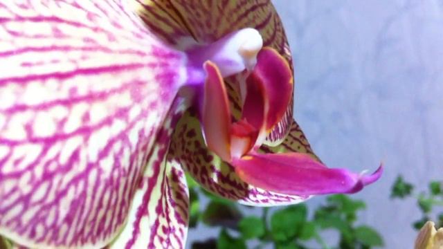 Моя новинка - фаленопсис "Калейдоскоп" // My new phalaenopsis orchid Kaleidoscope смотреть онлайн