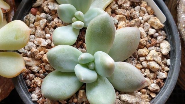 네번째진열대 다육이들ᆢ나나후쿠미니 라우이 마디바 러블리로즈 후레뉴 당인금 희성금 트럼펫핑키 베라하긴스금 스와베오렌스 크리스보니금 치와와금 사치철화 큐피트 파랑새 смотреть онлайн