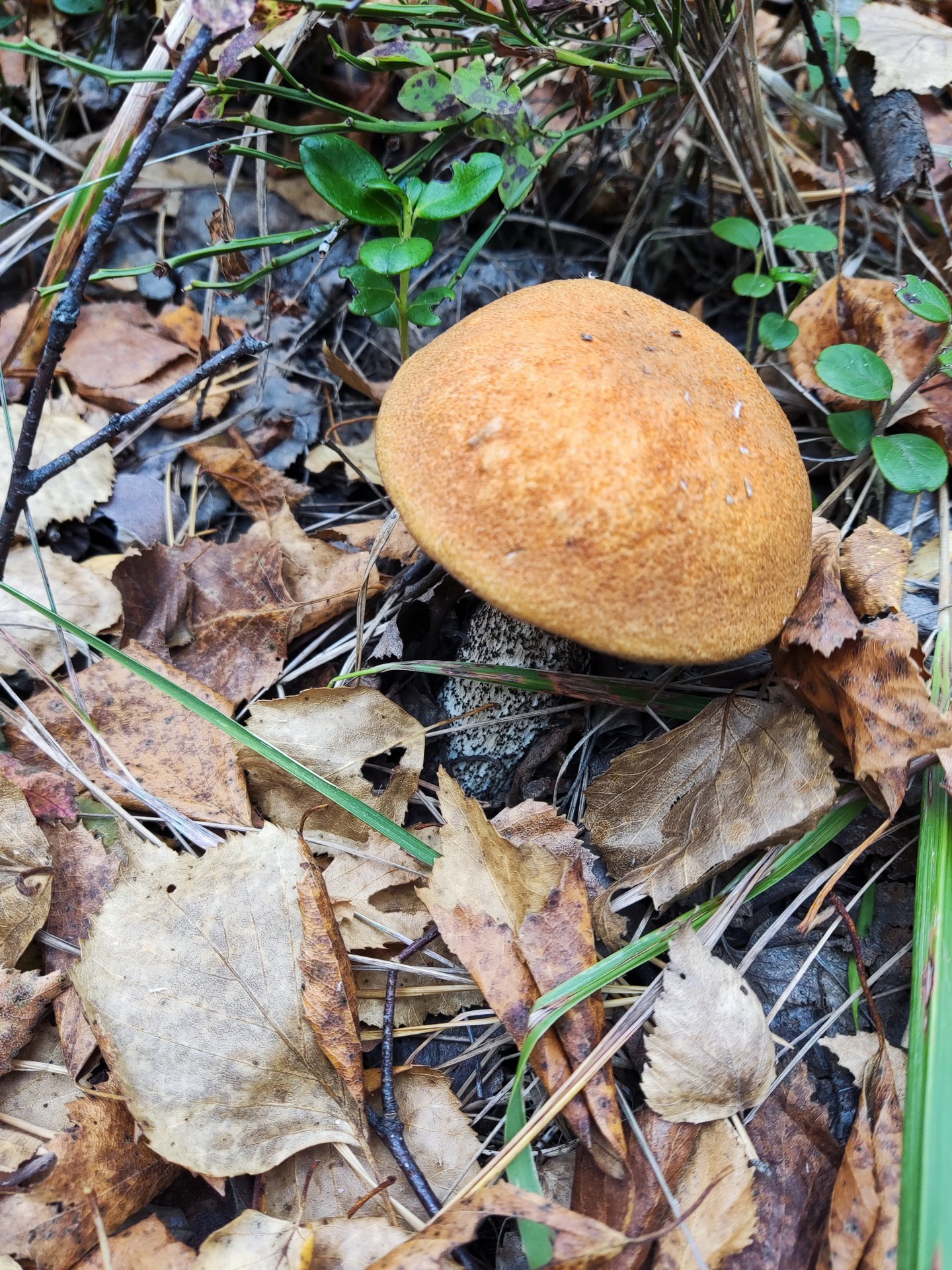 Осенние грибы 2023. смотреть онлайн