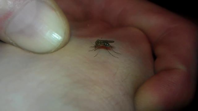 Укус комара. Комар пьет и сосет кровь. Как убить комара? смотреть онлайн