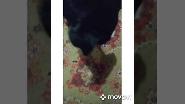 Что любит кушать Аделина. смотреть онлайн