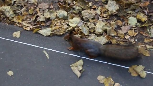 Самая общительная белка живет в Измайловском парке смотреть онлайн