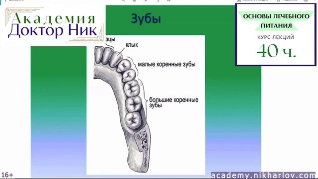 Пищеварение во рту, язык, восприятие вкусов, зубы хищника или вегетарианские, почему исчезли клыки? смотреть онлайн