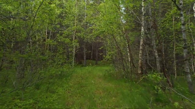 Free stock footage: Walking in the dense green spring forest смотреть онлайн