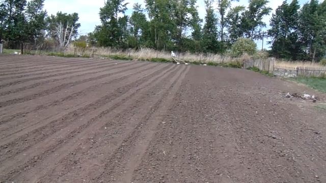 Прикатывание сидератов. смотреть онлайн