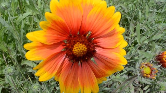 Красивый цветок и маленькая пчелка смотреть онлайн