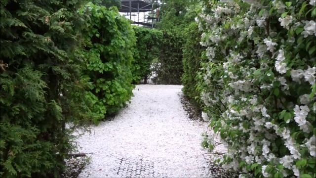 ВДНХ после реконструкции: Лабиринт из деревьев. The maze of trees at VDNKh, Moscow смотреть онлайн