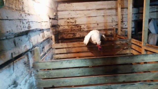 Индюк сломался! урааа, долго этого ждали!