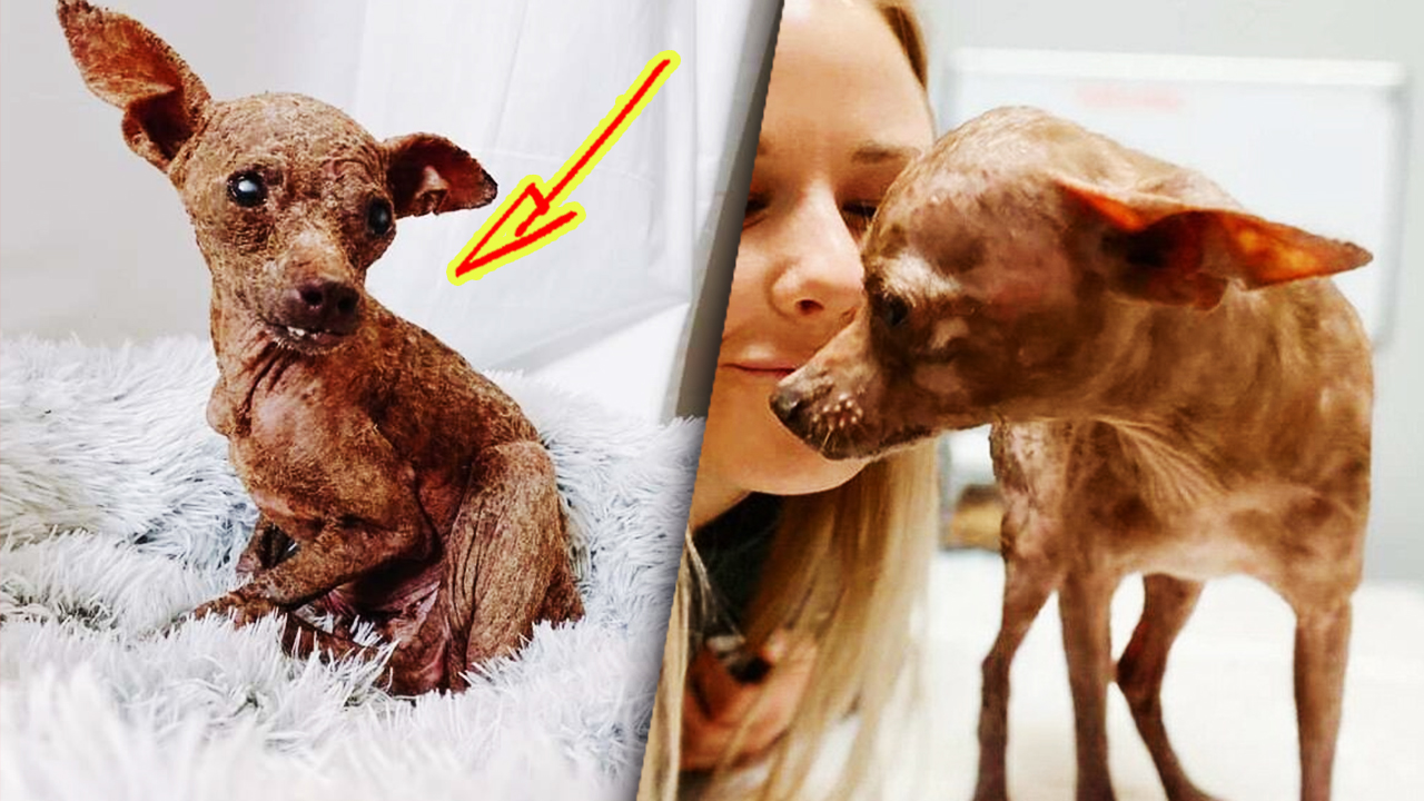 Брошенный щенок чихуахуа Блонди был похож на мумию смотреть онлайн