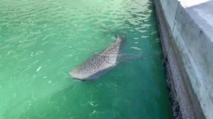 Пятнистая акула в Абу Даби #Spotted_Shark #Halaelurus #AldarHQ #акула