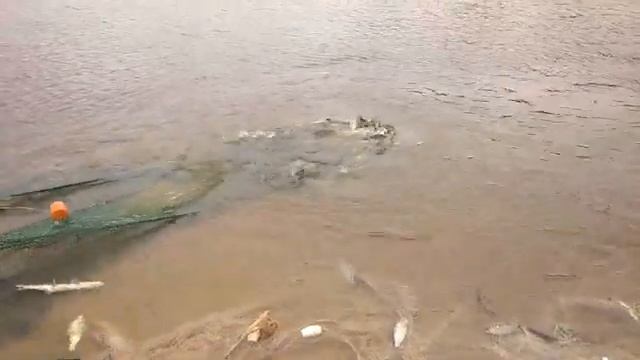 рыбалка на невод смотреть онлайн