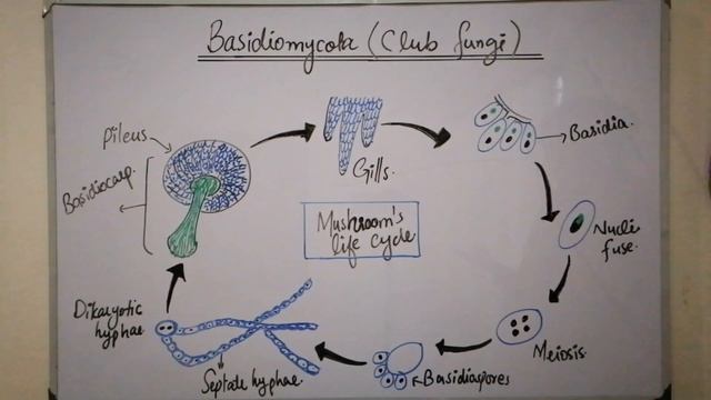 basidiomycetes lecture 8 смотреть онлайн