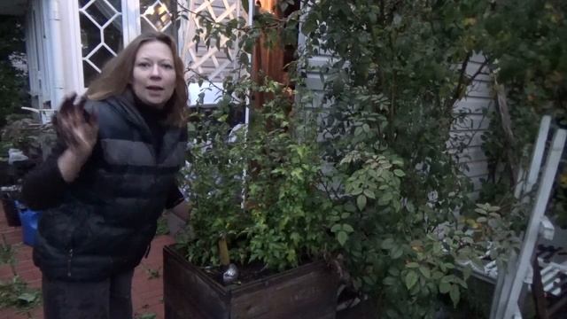 Готовим цветы к ПМЖ на подоконнике в зимний период | Как пересадить цветы правильно смотреть онлайн