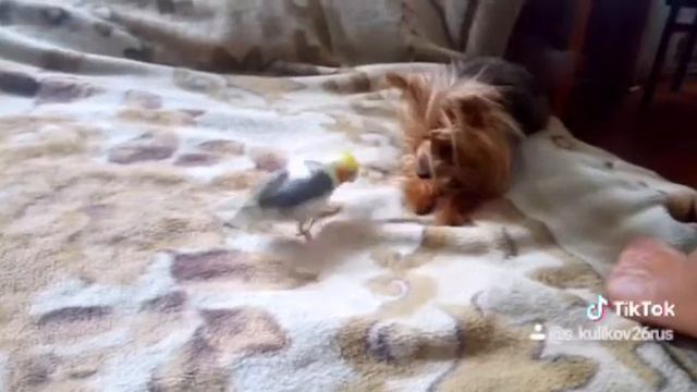 Знакомства попугая с собакой смотреть онлайн