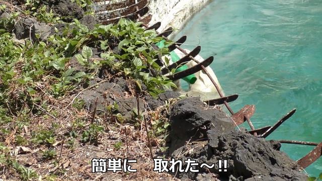 ホウちゃんアカンよ！自力でコーンを引きちぎる強烈な破壊力💗【天王寺動物園】 смотреть онлайн