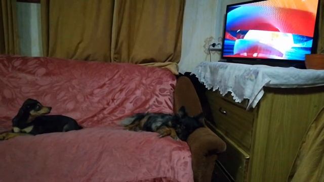 Наша собака Киара любит смотреть заставку программы "ВРЕМЯ" смотреть онлайн