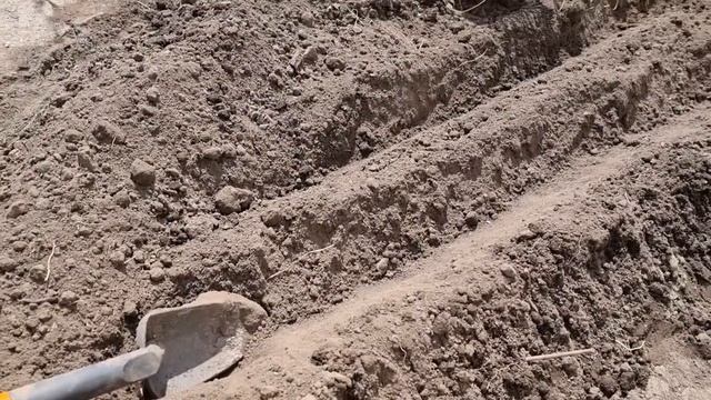 Каждый год сажаю лук Эксибишн на грядку только так смотреть онлайн