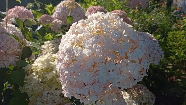 7.08.23.Лучшие сорта древовидных гортензий!???