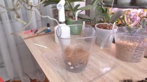 Как пересадить БОЛЬШУЮ орхидею. Пересадка Янгхом принцесс.