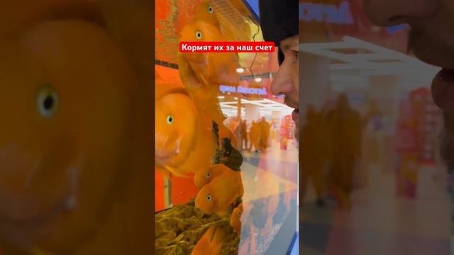 Кормят их за наш счет #рустамшанов #влог #волгоград #москва #нальчик #мем #рыбки #вендинг смотреть онлайн