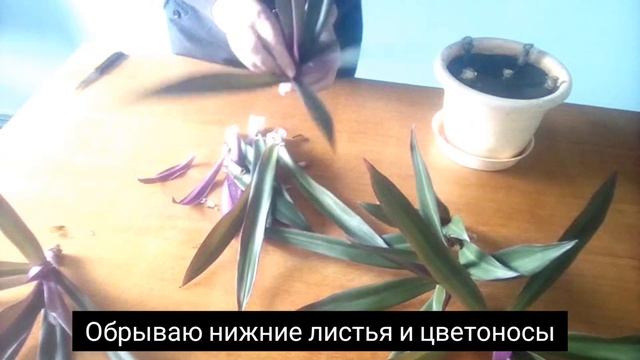 Часть 1. Черенкование рео смотреть онлайн