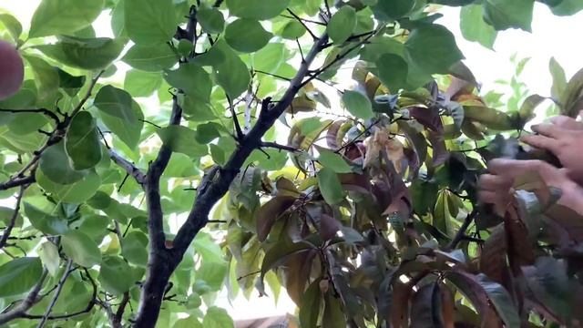 Nectarin/ Ciruela (nectaplum )