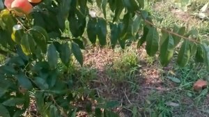 Персик Золотой юбилей в Беларуси