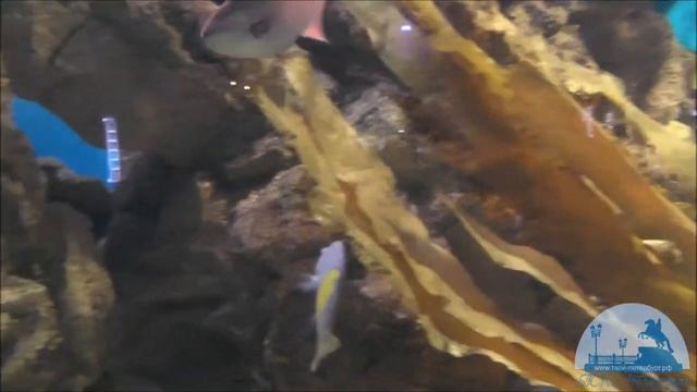 Океанариум Санкт-Петербурга (часть-3) смотреть онлайн