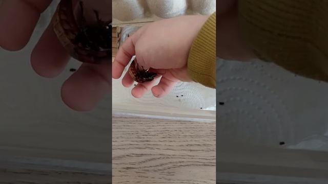 мадагаскарские тараканы. (не бойтесь их).